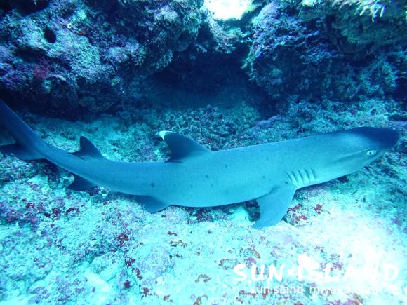岩の下に寝ていたネムリブカ