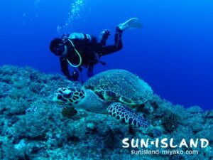 ダイバーと一緒に泳ぐカメ