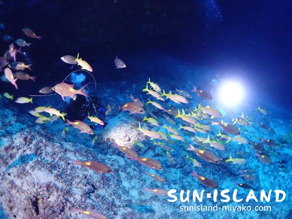 ヨスジフエダイの群れ