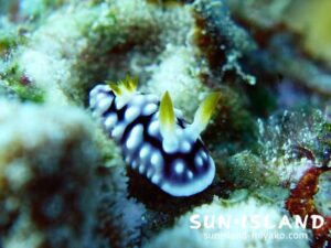 キカモヨウウモウシ