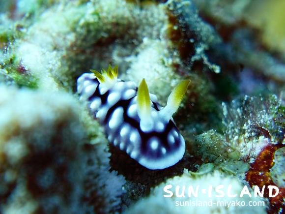 キカモヨウウモウシ