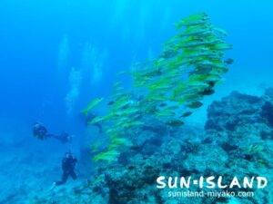 アカヒメジを撮るゲストダイバー