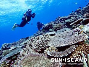 来間チャネルのサンゴ