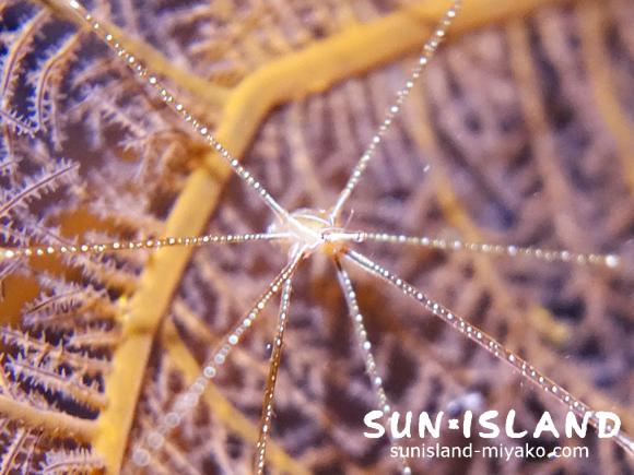 周りの環境のカモフラージュするホシゾラワラエビ