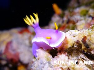 シンデレラウミウシ