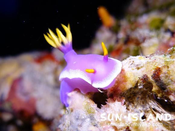 シンデレラウミウシ