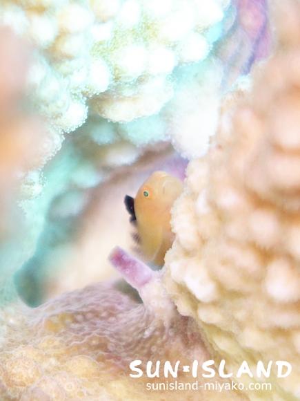 カサイダルマハゼ