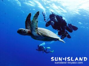 移動中に遭遇したカメ