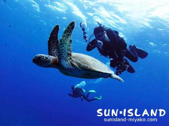 移動中に遭遇したカメ