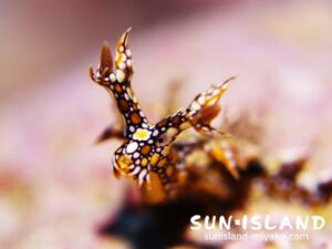 ウミウシのアップ