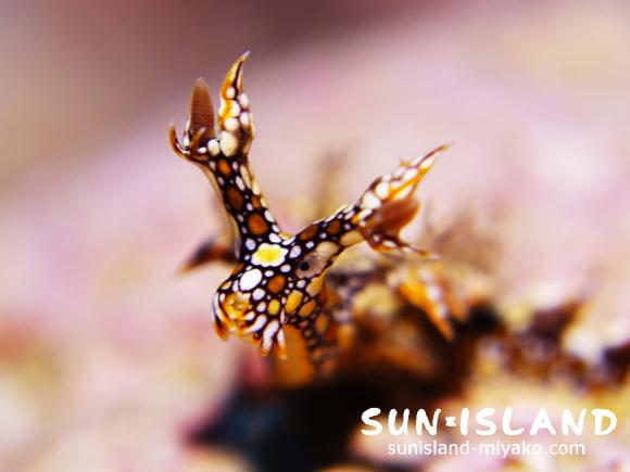 ウミウシのアップ