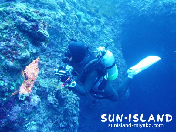 ウミウシを探すリピーターFちゃん