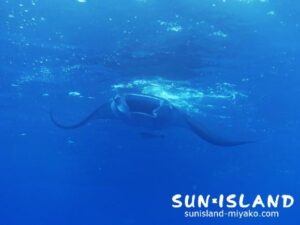 3ダイブ目【ハナダイの根】で目撃したマンタ