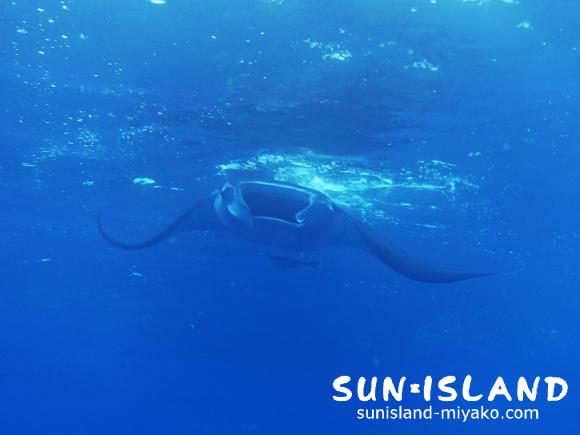 3ダイブ目【ハナダイの根】で目撃したマンタ