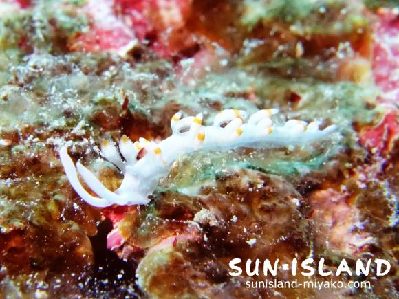 サキシマミノウミウシ