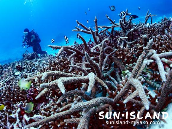 南岸エリアのサンゴポイント