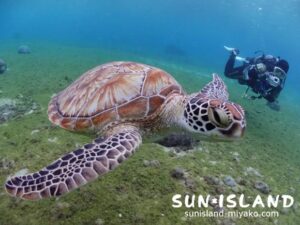 ビーチダイビングでカメに遭遇