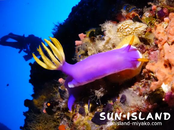 2ダイブ目『L字アーチ』で見たシンデレラウミウシ