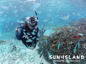 シギラビーチに群れるデバスズメダイ