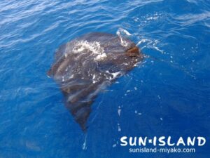 水面を泳ぐマンタ