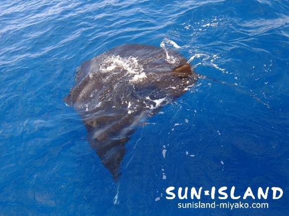 水面を泳ぐマンタ