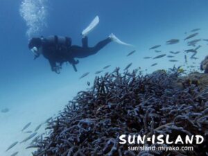 サンドガーデン