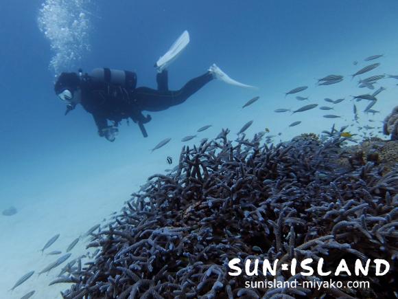 サンドガーデン