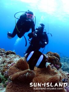 クマノミと一緒の今日のゲストさん