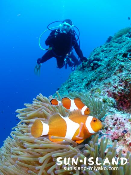 カクレクマノミとKさん