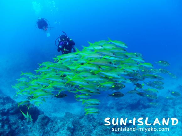 アカヒメジの群れを追うゲストIさん