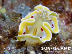 アカテンイロウミウシ