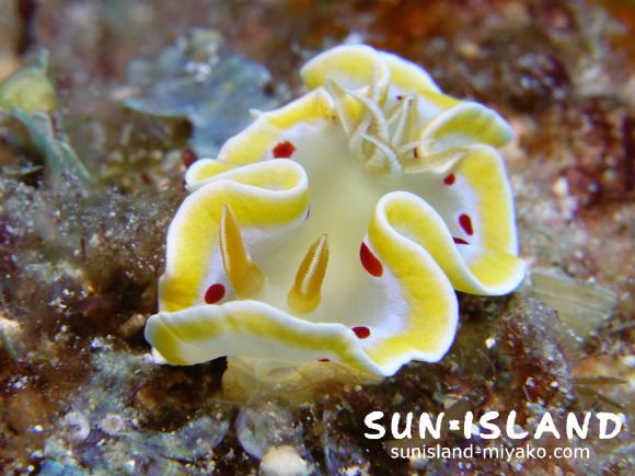 アカテンイロウミウシ