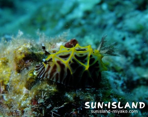 パイナップルウミウシ