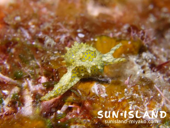 珍しいウミウシ