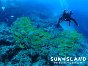 アカヒメジとダイバー