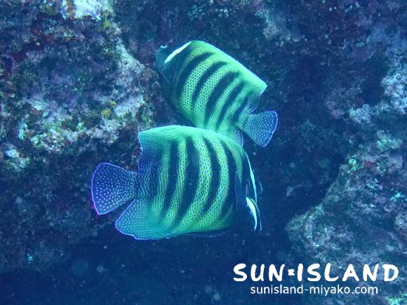 ロクセンヤッコ