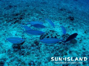 タカサゴの群れ