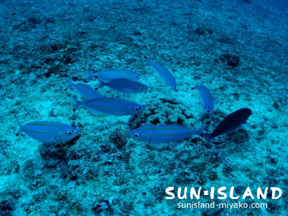 タカサゴの群れ