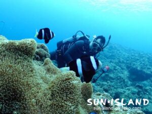 ゲストYさんがクマノミ撮影