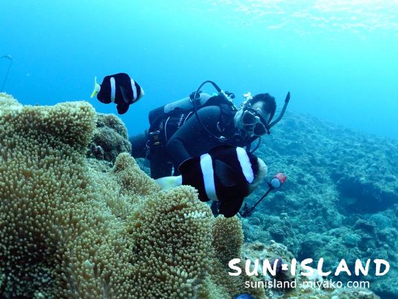 ゲストYさんがクマノミ撮影