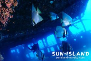 今日のゲストHちゃんと楽しむ沈船ダイブ