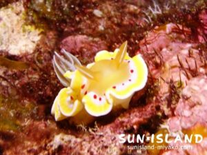 アカテンイロウミシ