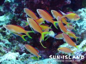 アカネハナゴイ