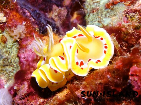 アカテンイロウミウシ