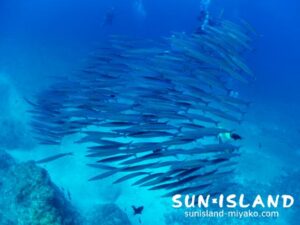 ホソカマス群れ