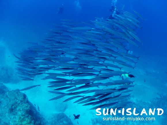 ホソカマス群れ