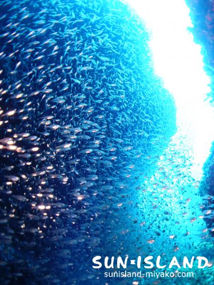 Ｚアーチに群がるスカシテンジクダイ