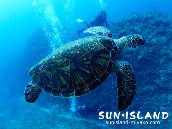 カメと一緒に泳ぐゲストダイバー