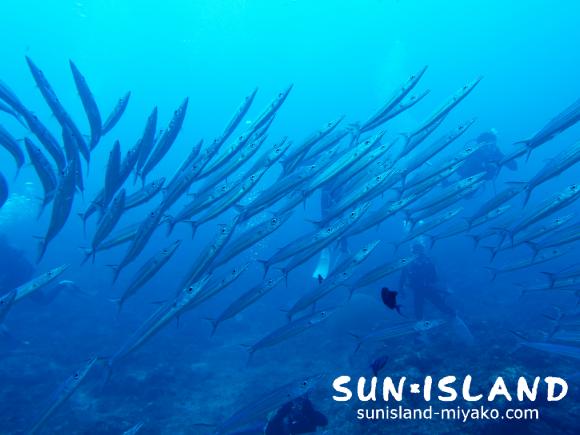 ホソカマスを追うゲスト