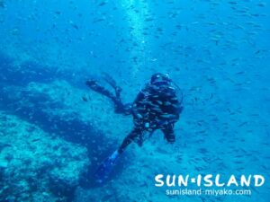 タカサゴ幼魚の群れ